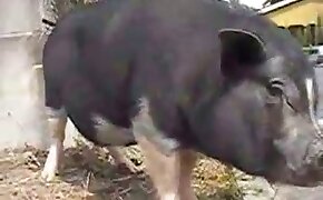 beastiality videos, zoo porn videos