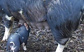 beastiality videos, zoophilia fuck porn