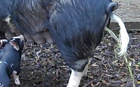 beastiality videos, zoophilia fuck porn