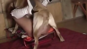 chica folla con animal,zoopornografía grupal