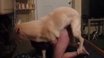 eşcinsel hayvanat bahçesi pornosu,köpekli zoo-porno