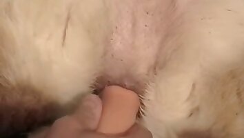 anal zoo porn,zoo porn films