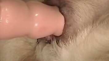 analny zoo-porno,filmy zoo-porno