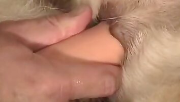 مقعد چڑیا گھر فحش,چڑیا گھر میں فحش فلمیں