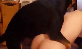 dog porn, animal fucks girl