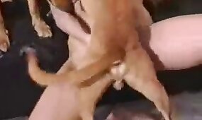 dog porn, sex with animals