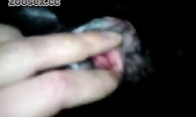 fingering, animal porn videos