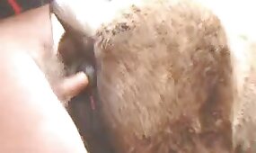 animal porn videos, bestiality sex videos