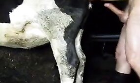 cow, zoo porn videos
