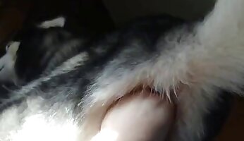 anal zoo porn,canine sex video