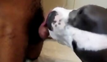 avsugning och cumshots,gratis zoo-porrvideo