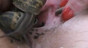 snail,animal-fucked
