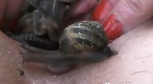 snail,animal-fucked