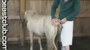 free-videos,animal-sex