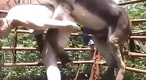 intense,animal-fucked