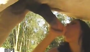 horse bestiality, blowjob