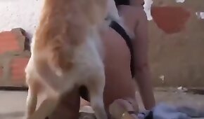 dog sex,sex with animals