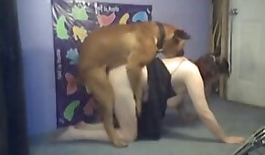 dog sex,sex with animals