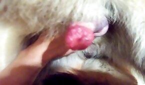 close up scenes, animal fucks girl
