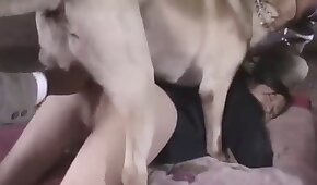 เพศของสุนัข,สาวสัตว์ fucks