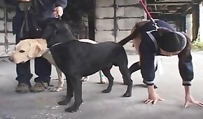 porn with animals,fucking with animals