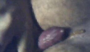 sex with animals,bestiality videos