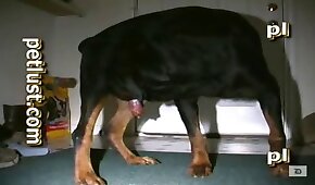 dog sex,zoo fuck porn