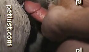 马兽交,他妈的与动物