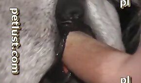 bestialidad de caballos,follando con animales