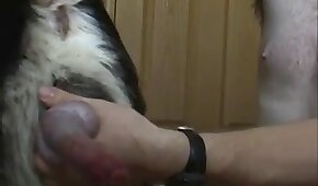 sexe de chien,zoo baise porno