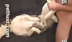 female,porn with animals