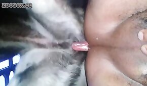 sesso canino,sesso con animali