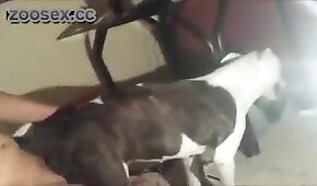 hundesex,zoo faen porno